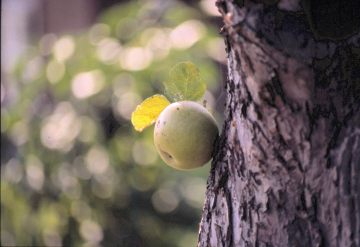 Bild zu Ein Baum ein Leben - Klimatag